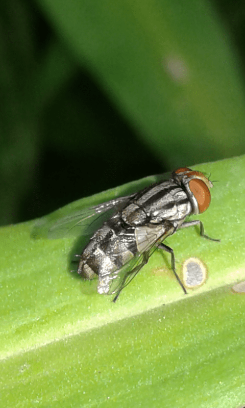 Sarcophagidae? S, cfr. Miltogramma sp.